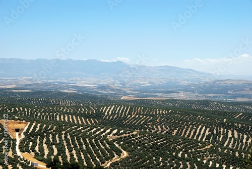 View of olive groves and mountains in the countryside around Ubeda, Spain.