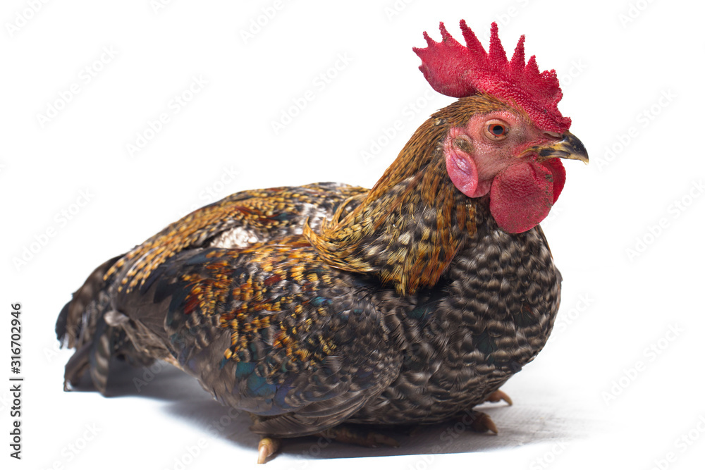 A Cock of Ayam Kampong or Ayam Kampung is the chicken breed