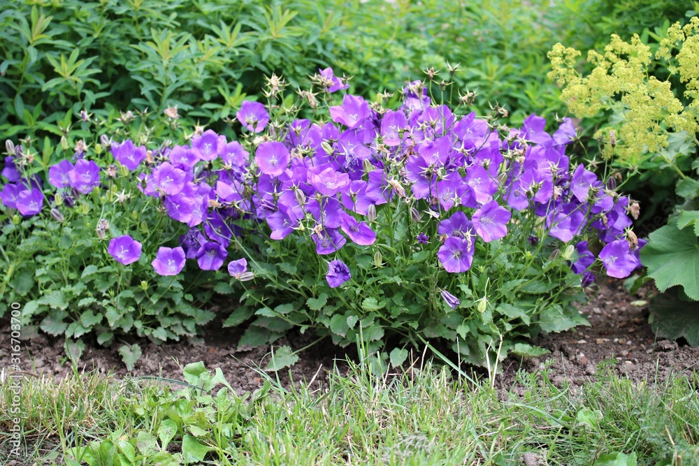 Obraz premium Delicate lilac small flowers in a flowerbed on a summer sunny day