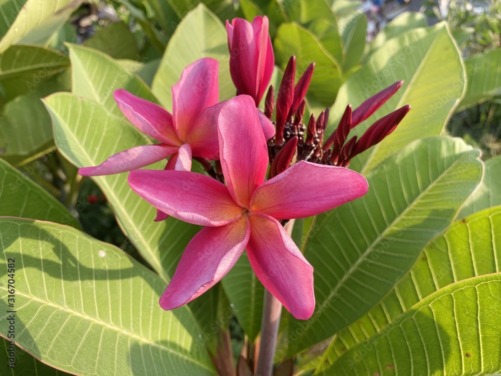 pink plumeria flower in nature garden