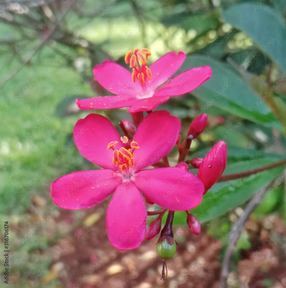 Red Melastoma malabathricum on tree with natural bokeh Red Melastoma malabathricum on tree with natural bokeh