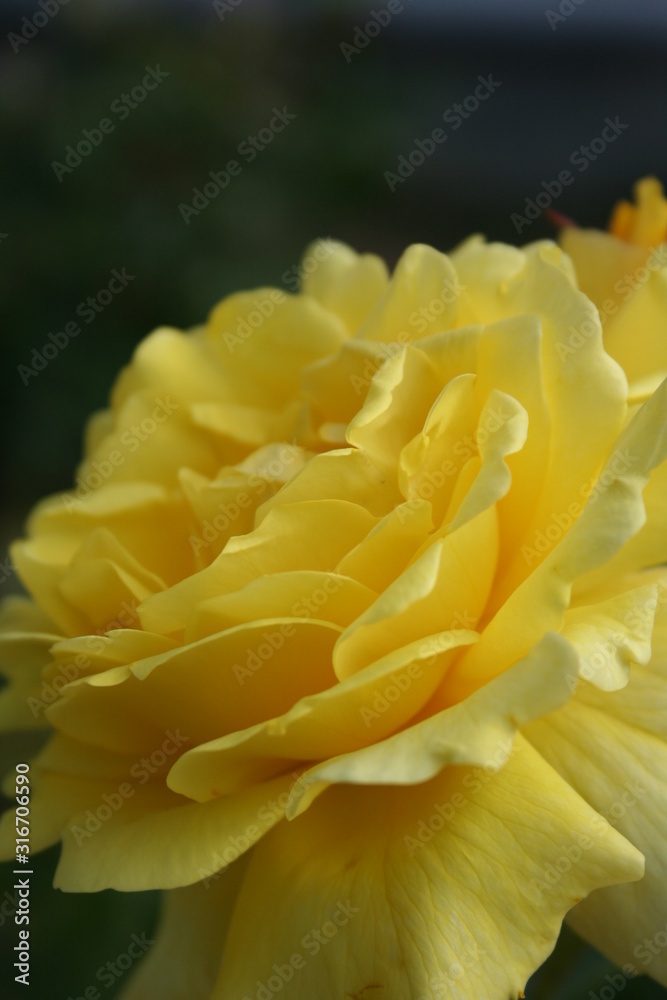 Rosa Rosa