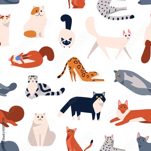 Cat breeds flat vector seamless pattern. British shorthair, Turkish Angora, American curl kittens decorative cartoon background. Domestic animals playing, sitting color texture design.