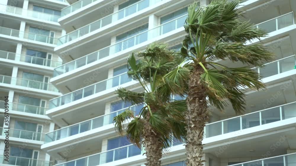 Heavy wind swaying palm trees in Israel Heavy wind swaying palm trees in Israel