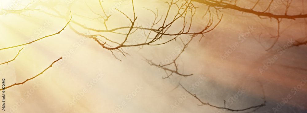 Branches in the fog a sunny day, blurred background. Web banner. Branches in the fog a sunny day, blurred background. Web banner.