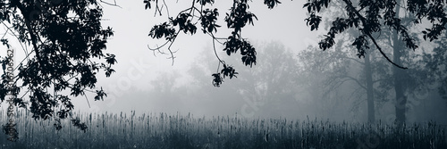 Morning in the meadow in the fog.Web banner.