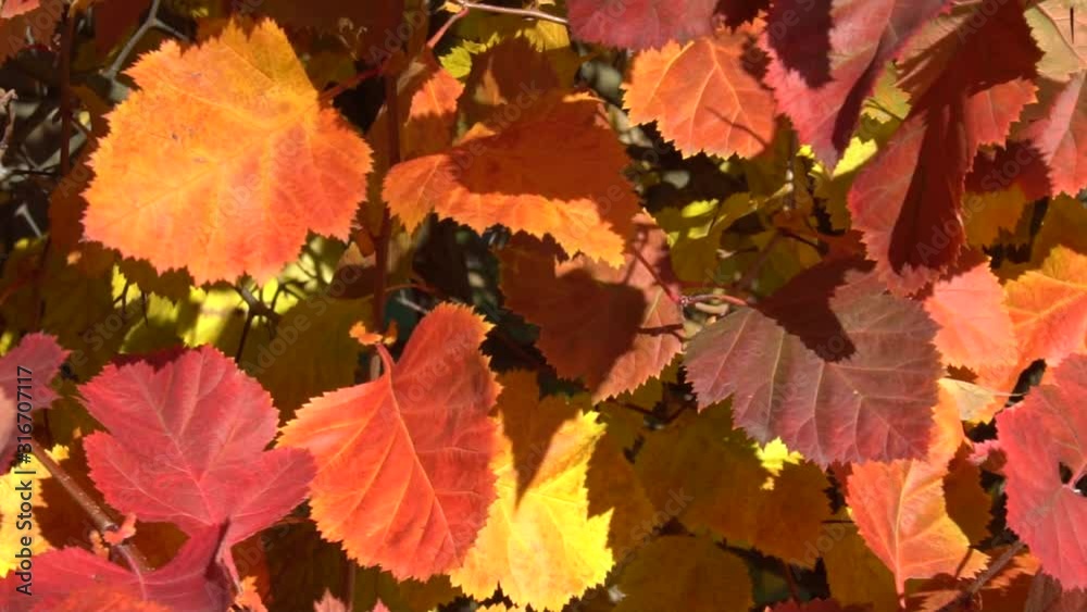 Autumn. Yellow and red leaves. Autumn. Yellow and red leaves.