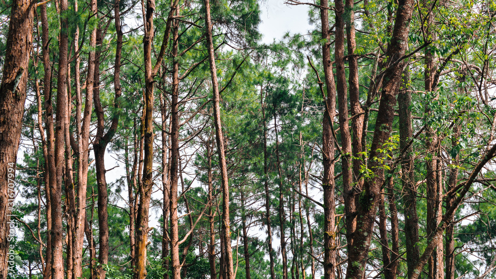 Fototapeta premium trees in the forest nature concept background.