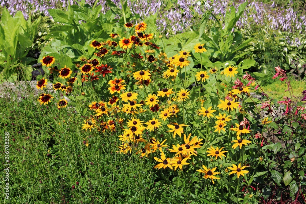 Bright beautiful yellow and lilac flowers on the outskirts of the village Bright beautiful yellow and lilac flowers on the outskirts of the village
