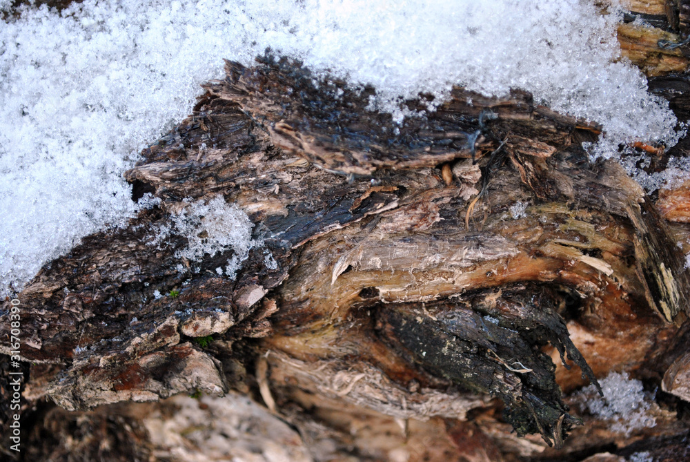 Rough tree bark covered with snow, natural organic background close up detail