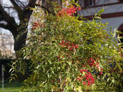 Quadro em tela Der Himmelsbambus oder Heilige Bambus (Nandina domestica) mit kugelige rote beer