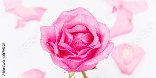 Pink Rose flower with water drops on white background