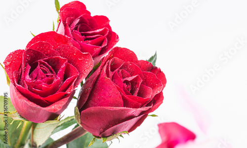 Red Rose flower with water drops on white background
