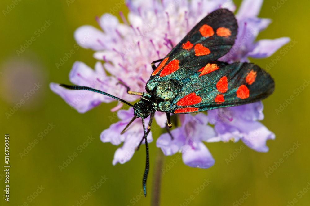 The six-spot burnet (Zygaena filipendulae) butterfly on a Scabiosa flower The six-spot burnet (Zygaena filipendulae) butterfly on a Scabiosa flower