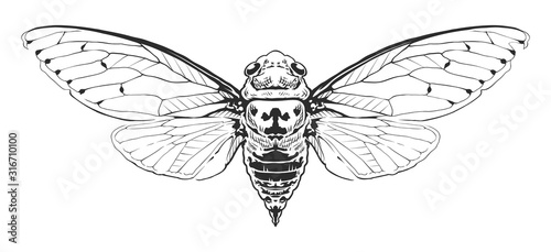 Vector Engraving Insect