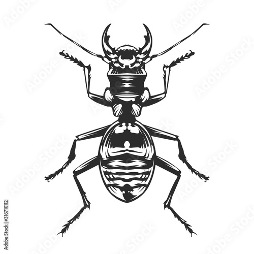 Vector Engraving Insect