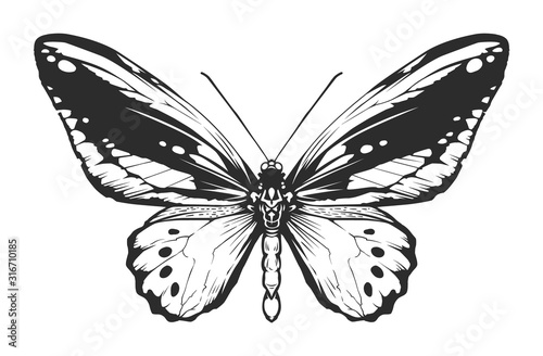 Vector Engraving Insect