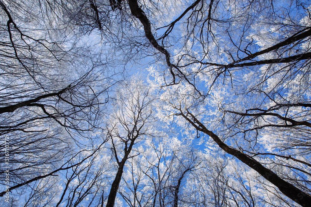 Beautiful frozen trees in winter. Hoarfrost on trees. Beautiful frozen trees in winter. Hoarfrost on trees.