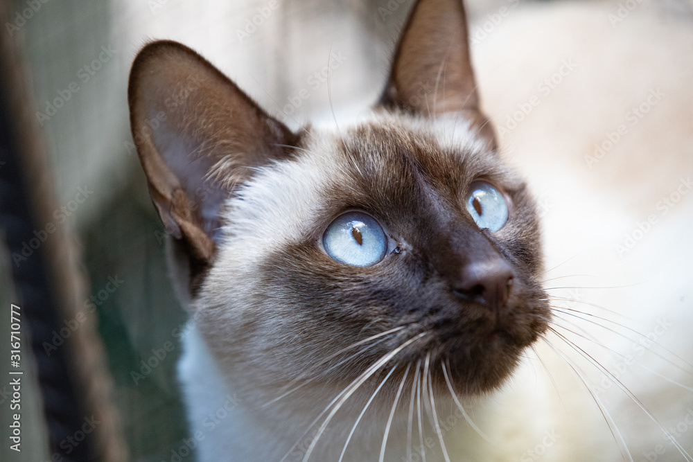 Regard De Chat Siamois Thai Stock Photo Adobe Stock