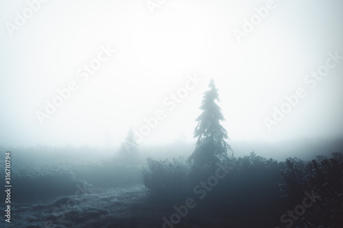 Two spruce trees and bushes covered in fog. Nature balance in Krkonose national park, Czech republic