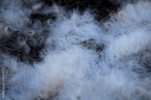 whit fur on the groud macro © Stipo