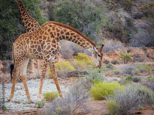 South African giraffe or Cape giraffe  Giraffa camelopardalis giraffa  browsing  feeding . Karoo  Western Cape  South Africa.