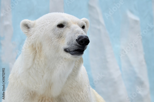 polar bear Fototapet