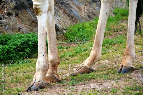 Canvas Print the legs and hoofs of a giraffe