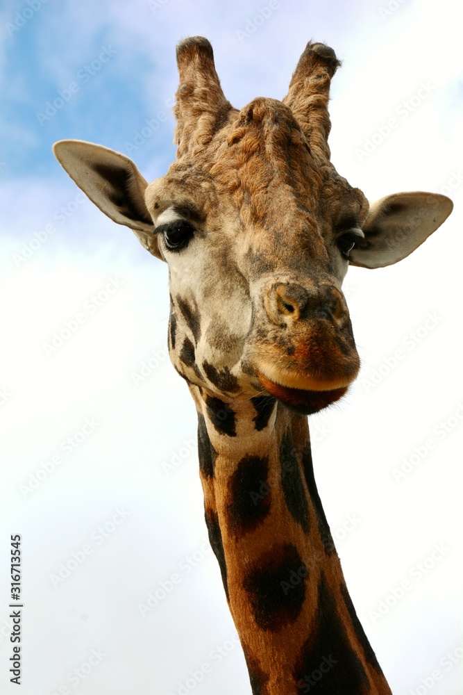 Obraz premium a tall giraffe in the zoo