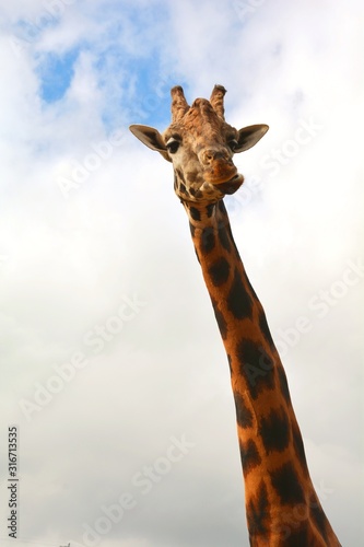 a tall giraffe in the zoo