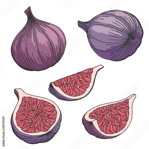 Fig fruit graphic set color isolated sketch illustration vector