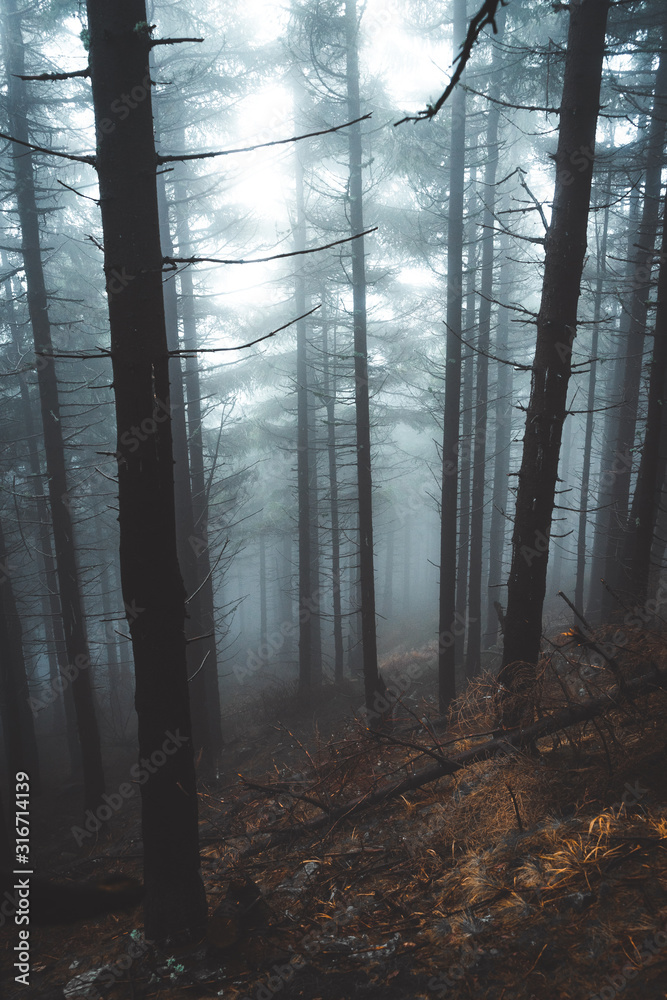 Magic and foggy morning spruce forest in Krkonose national park, Czech republic