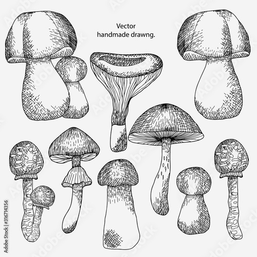 abstract hand drawn mushrooms on a white background, vector, isolated, for cards and brochures