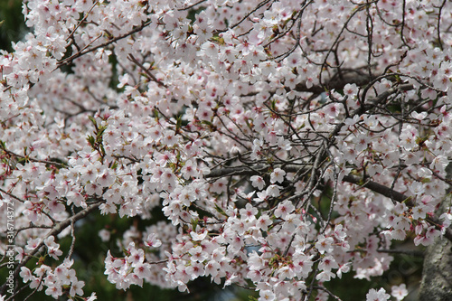blooming cherry trees in a park in kyoto in japan