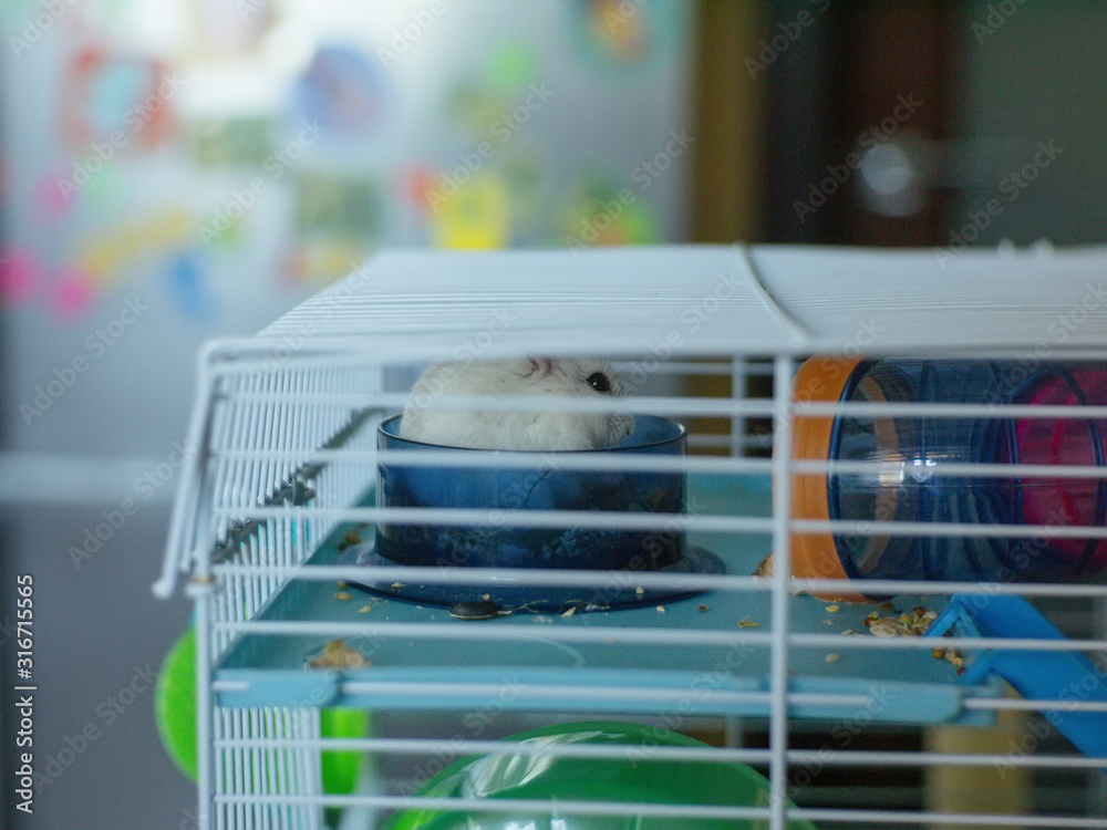 white Jungar hamster in a cage, Moscow white Jungar hamster in a cage, Moscow