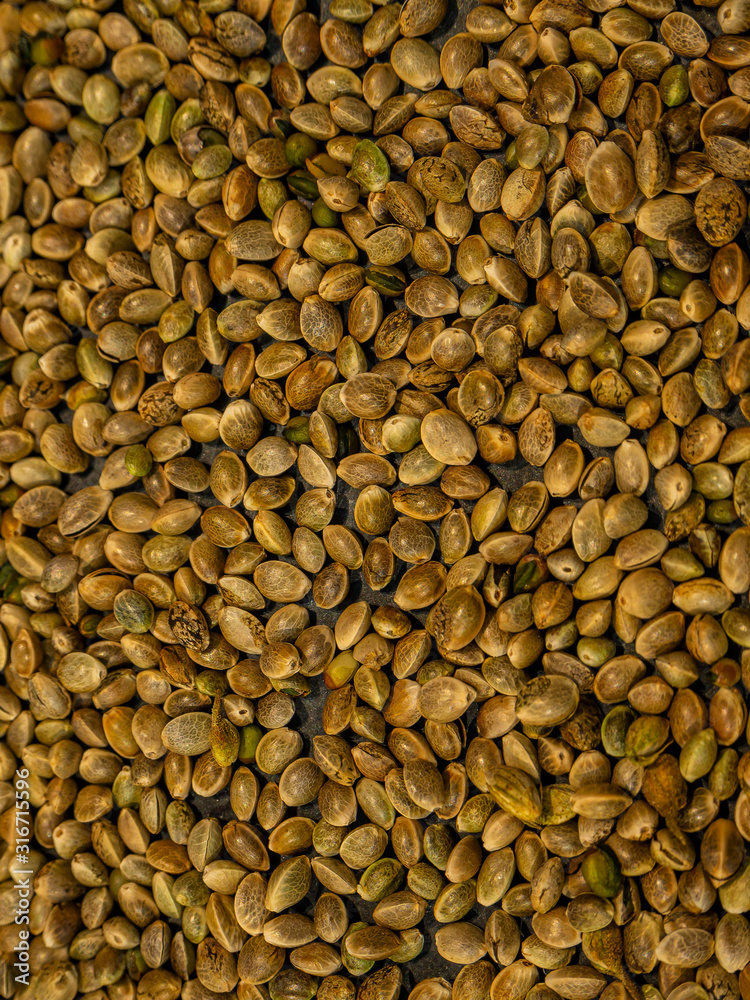 cannabis or marijuana seeds