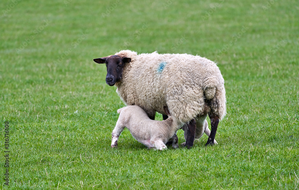 Obraz premium Two young lambs being fed by the Ewe Sheep in a green grass field on a farm in spring. England, UK.