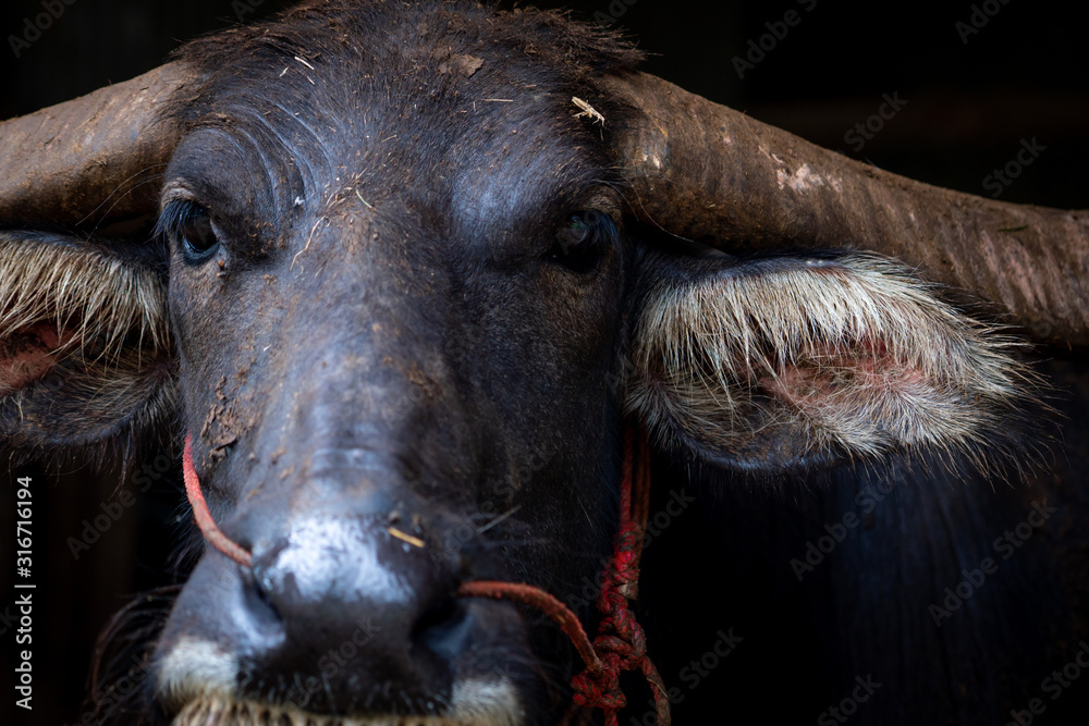 Swamp buffalo in Thailand use for work in agriculture and buffalo meat  industry. Domestic water buffalo in Southeast Asia. Domestic animal for  tilling rice fields. Buffalo conservation concept. Stock Photo | Adobe