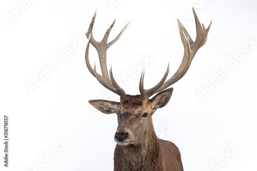 Deer portrait  colse-up.