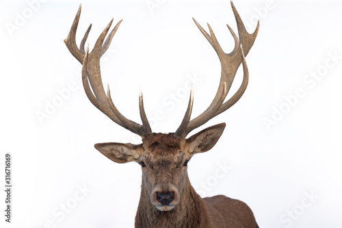 Fototapeta Naklejka Na Ścianę i Meble -  Deer portrait, colse-up.
