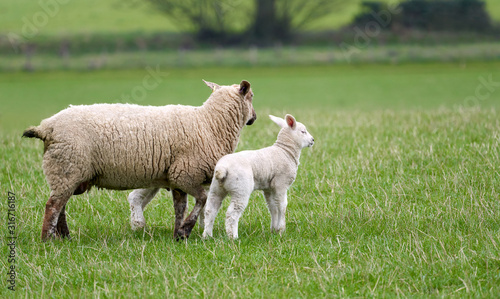 Two young lambs with the Ewe, mother Sheep in a green grass field on a farm in spring. England, UK.