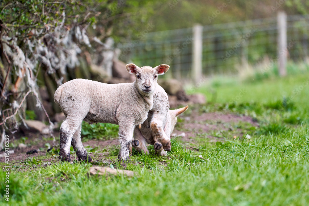 Two young spring newborn lambs in a green grass field of a farm in the UK. Two young spring newborn lambs in a green grass field of a farm in the UK.