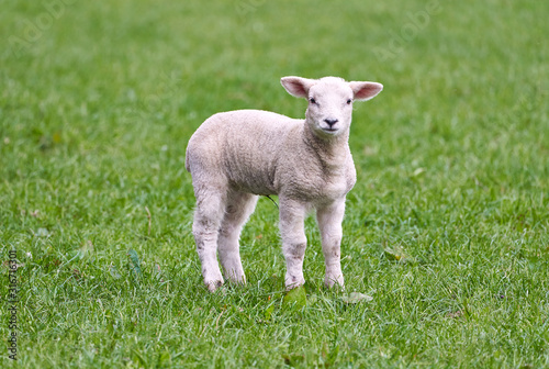 A young spring newborn lamb in a green grass field of a farm in the UK.