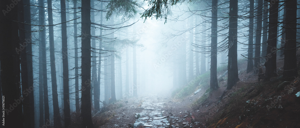 Magic and foggy morning spruce forest in Krkonose national park, Czech republic
