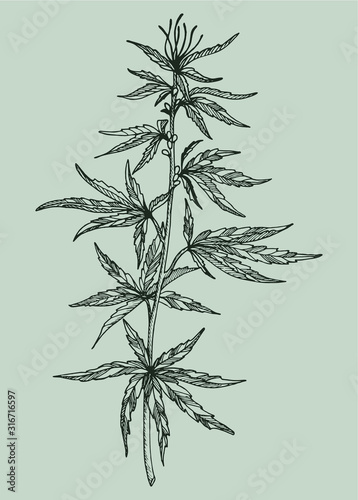 Hemp plant leaves, branch and seeds. Organic product. Ink sketch of cannabis. Hand drawn graphic design. Vector illustration.