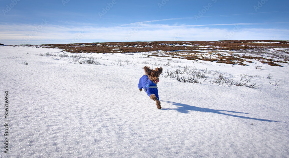 An energetic miniature Poodle dog playing, having fun running and sprinting around in the snow on a cold winters day.