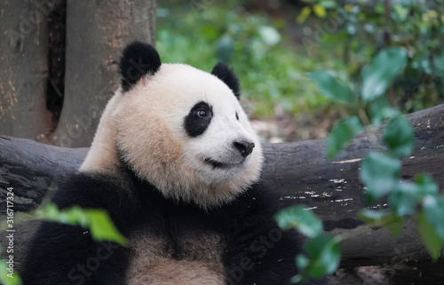 Giant panda eating bamboo Wild Animals.