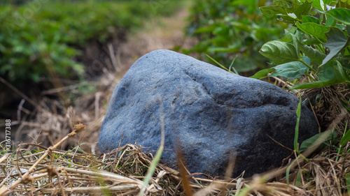 stone in field on nature