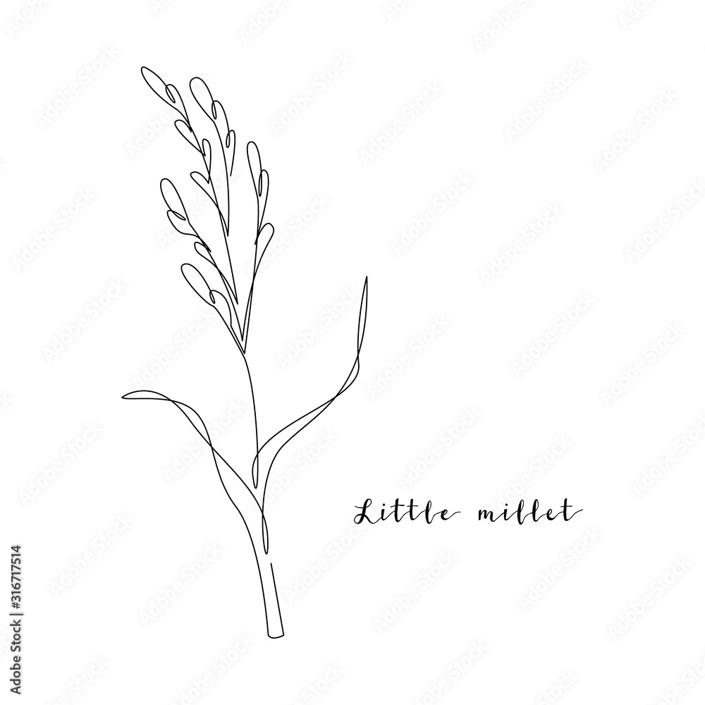 Continuous line little millet, grain crop. Vector line art. Perfect for