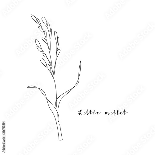 Continuous line little millet, grain crop. Vector line art. Perfect for logo, packaging design, icon